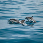 Dolphin Tours - Panama City Beach, FL
