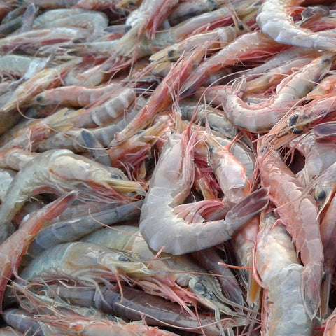 Dead Shrimp (1qt)